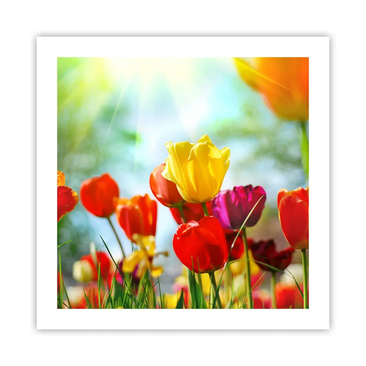 Poster - Alle kleuren van de zon - 50x50 cm