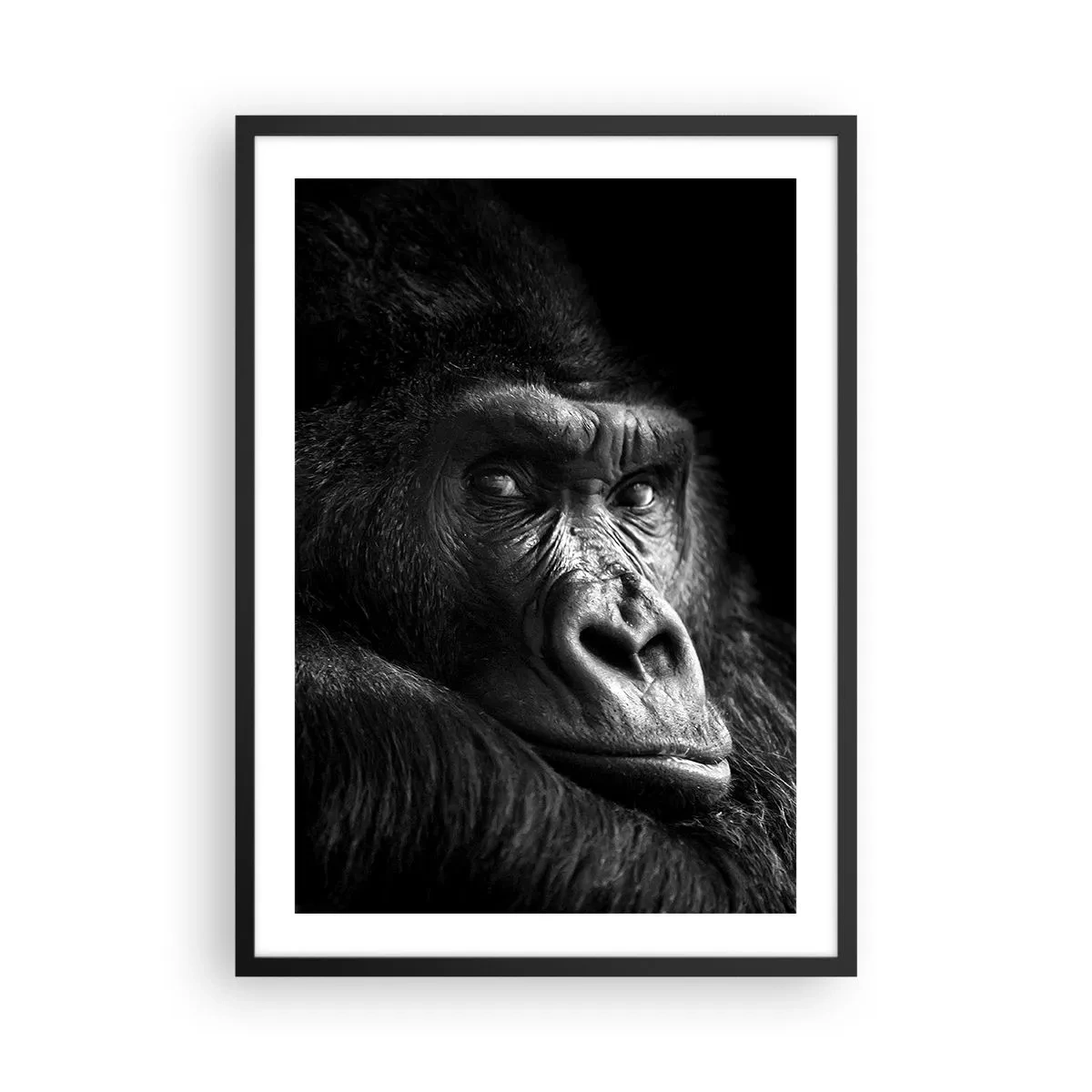 Poster in een zwarte lijst - Portret van een gorilla tegen een zwarte achtergrond in levendige details - 50x70cm - En waar kijk je naar? - Moderne wanddecoratie voor woonkamer en slaapkamer ARTTOR