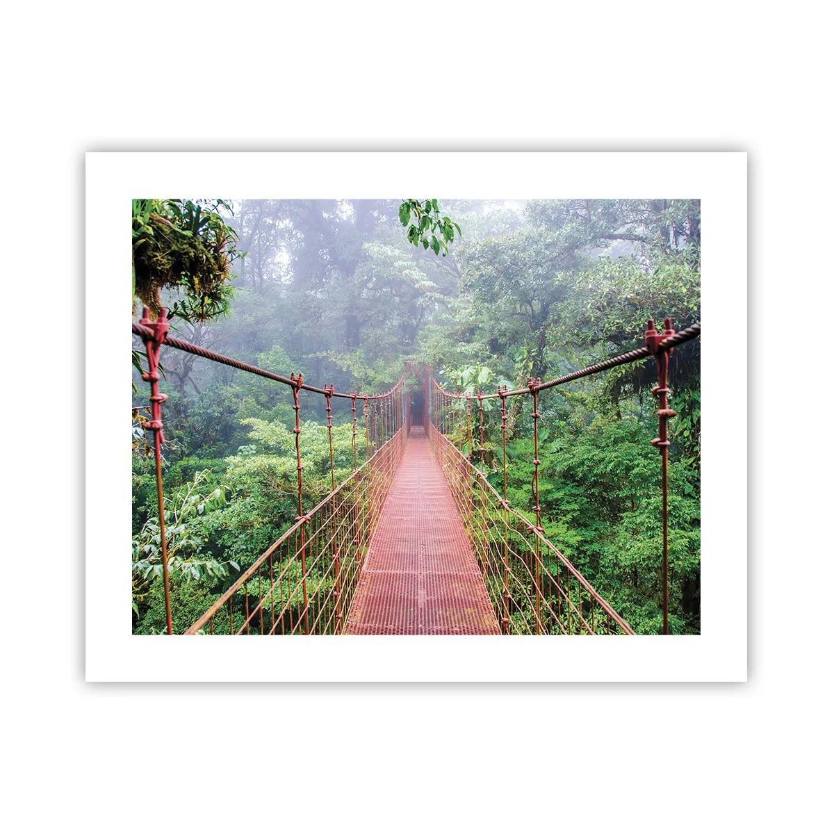 Poster - Opgehangen over de kronen - 50x40 cm