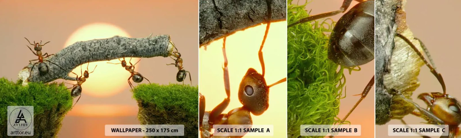 Fotobehang Staaltje Standard Eco - Gelukkig samenwerken - Natuur, Mieren, Zonsondergang - 100x30 cm