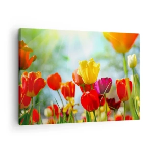 Schilderen op canvas - Kleurrijke tulpen in de zon - 70x50cm - Alle kleuren van de zon - Moderne wanddecoratie voor woonkamer en slaapkamer ARTTOR