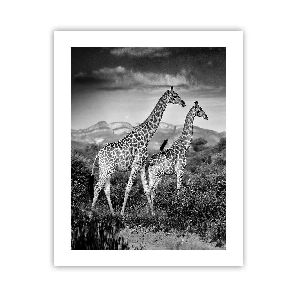 Poster - Hoge sferen in Afrika - 40x50 cm