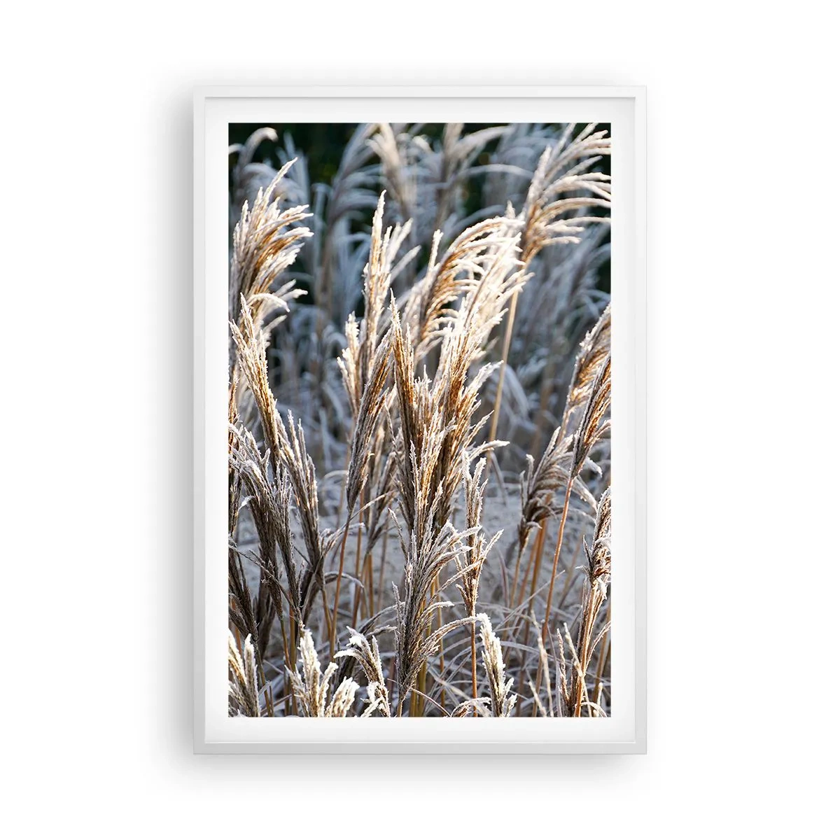 Poster in een witte lijst - Gekleed met vorst - 61x91 cm