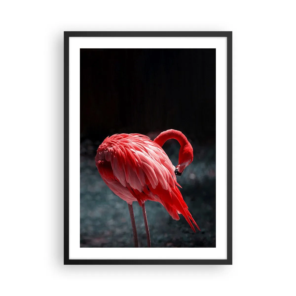 Poster in een zwarte lijst - Een rode flamingo op een donkere achtergrond, subtiel naar zichzelf toegekeerd. - 50x70cm - Een karmozijnrood gedicht van de natuur - Moderne wanddecoratie voor woonkamer en slaapkamer ARTTOR