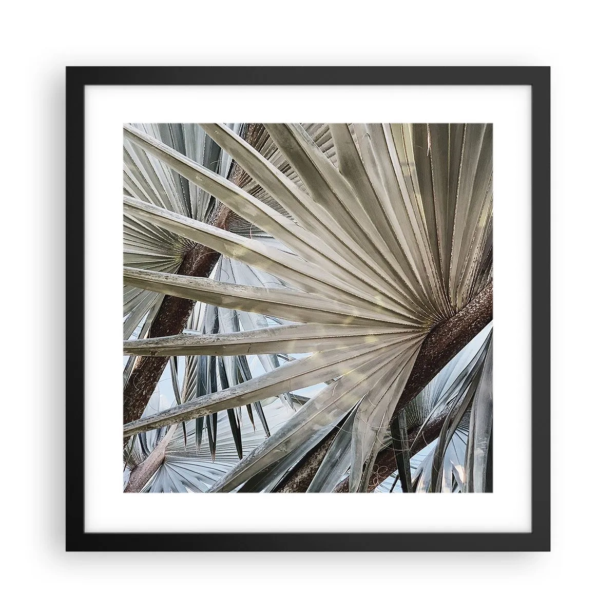 Poster in een zwarte lijst - Fans in de tropen - 40x40 cm