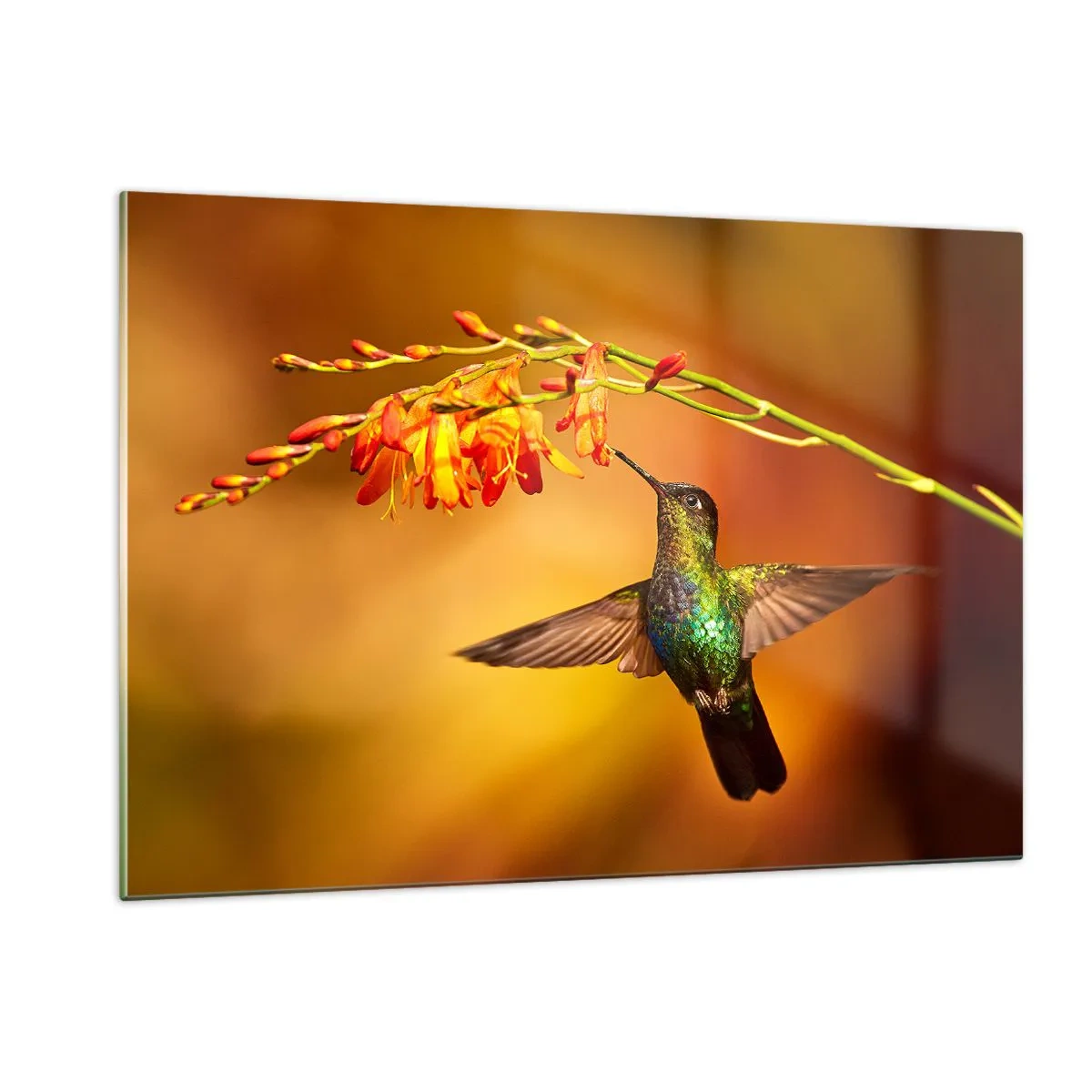 Schilderen op glas - Een boodschapper van licht volgens de Maya - 120x80 cm