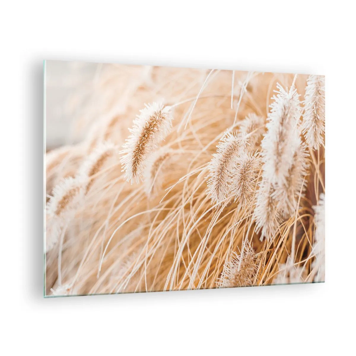 Schilderen op glas - Close-up van pluizige grassprieten in gouden licht - 70x50cm - Het gouden geritsel van het gras - Moderne wanddecoratie voor woonkamer en slaapkamer ARTTOR