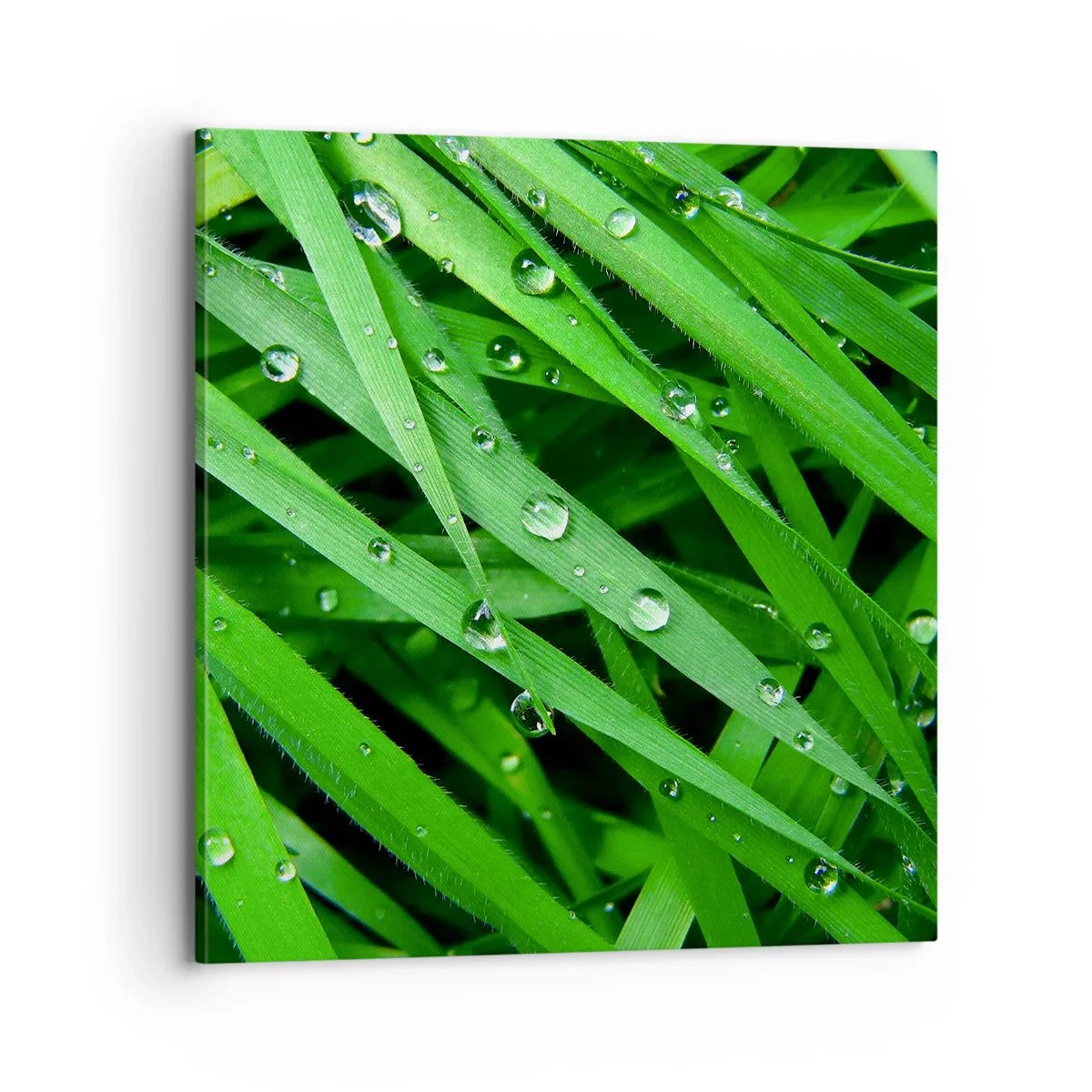 Schilderen op canvas - Speel groen - 70x70 cm