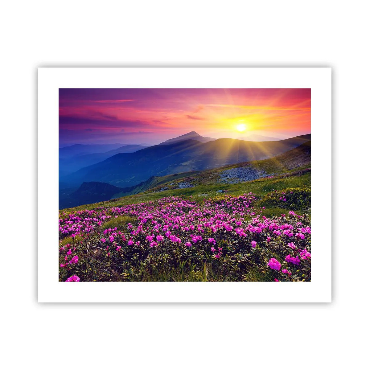 Poster - … En eromheen ruikt het naar bergdennen en de geur van kruiden - 50x40 cm