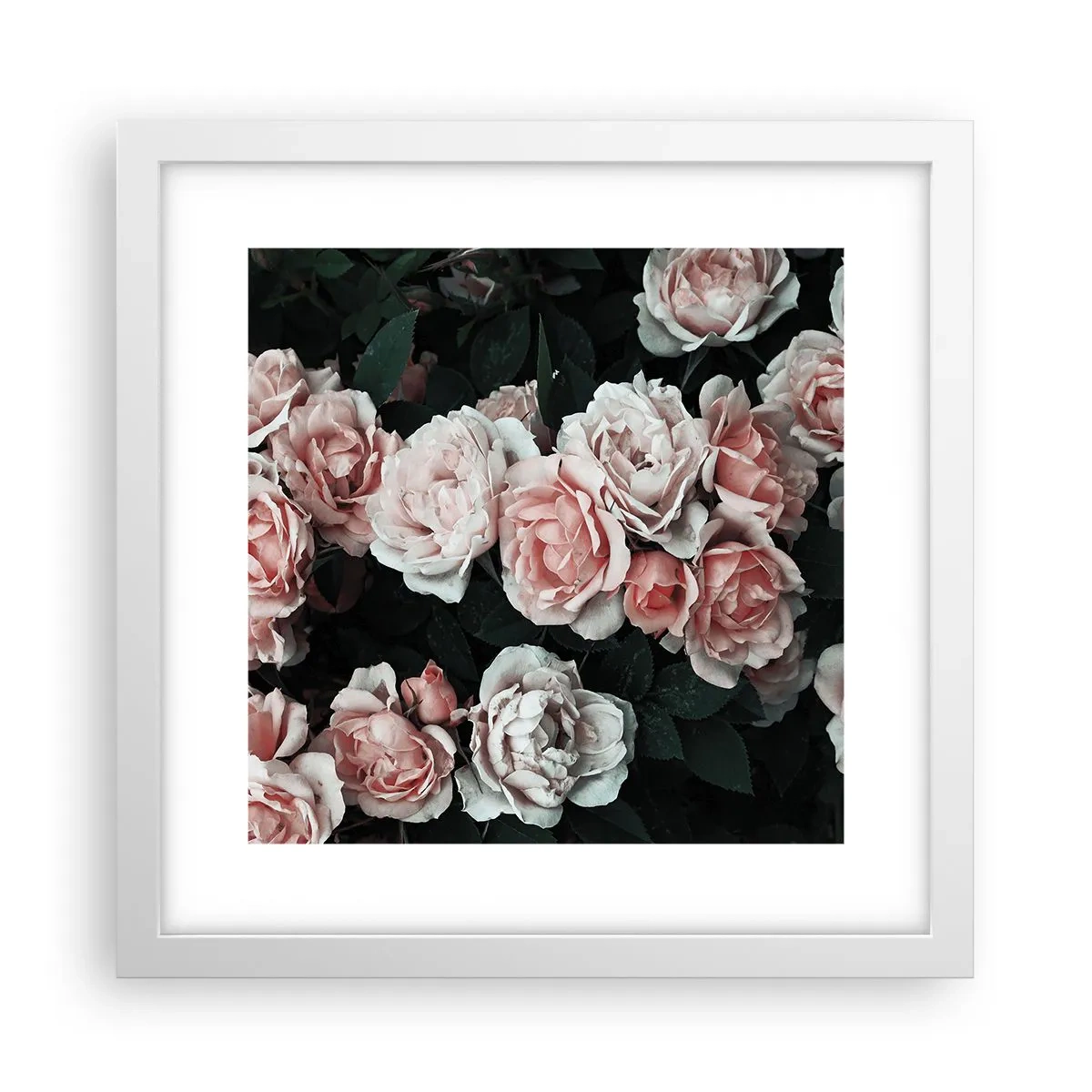 Poster in een witte lijst - Rozen ensemble - 30x30 cm
