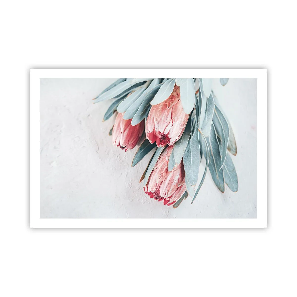 Poster - Schaamt zich voor hun eigen schoonheid - 91x61 cm
