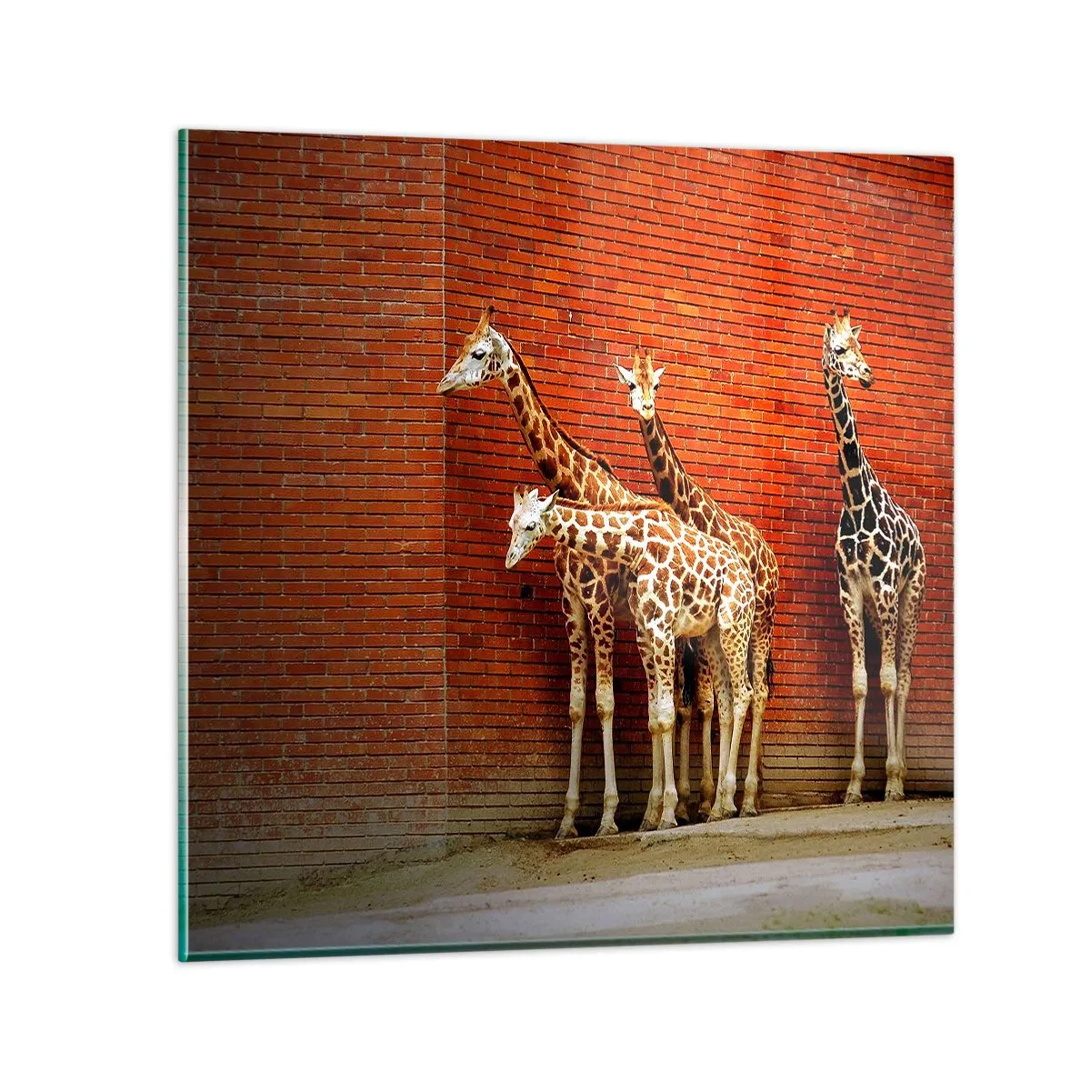 Schilderen op glas - Zie je acacia? - 60x60 cm