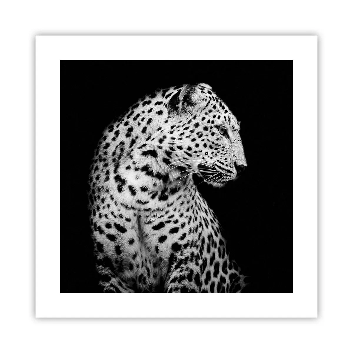 Poster - Juist profiel perfect! - 40x40 cm