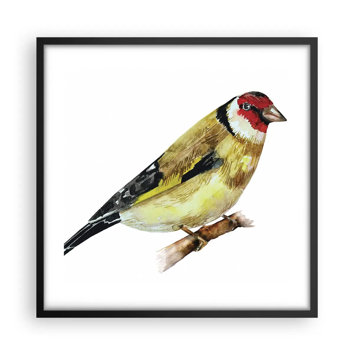 Poster in een zwarte lijst - Vogel portret - 50x50 cm