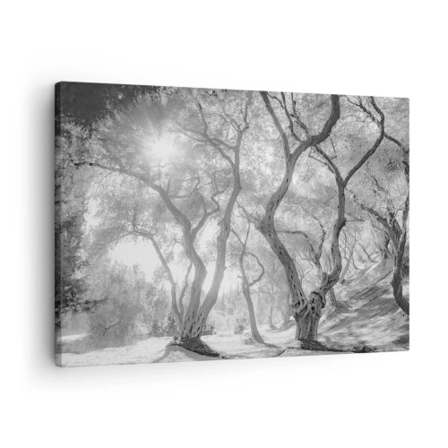 Schilderen op canvas - Zwart-witbeeld van bomen in een olijfgaard met zonnestralen - 70x50cm - In de olijfboomgaard - Moderne wanddecoratie voor woonkamer en slaapkamer ARTTOR