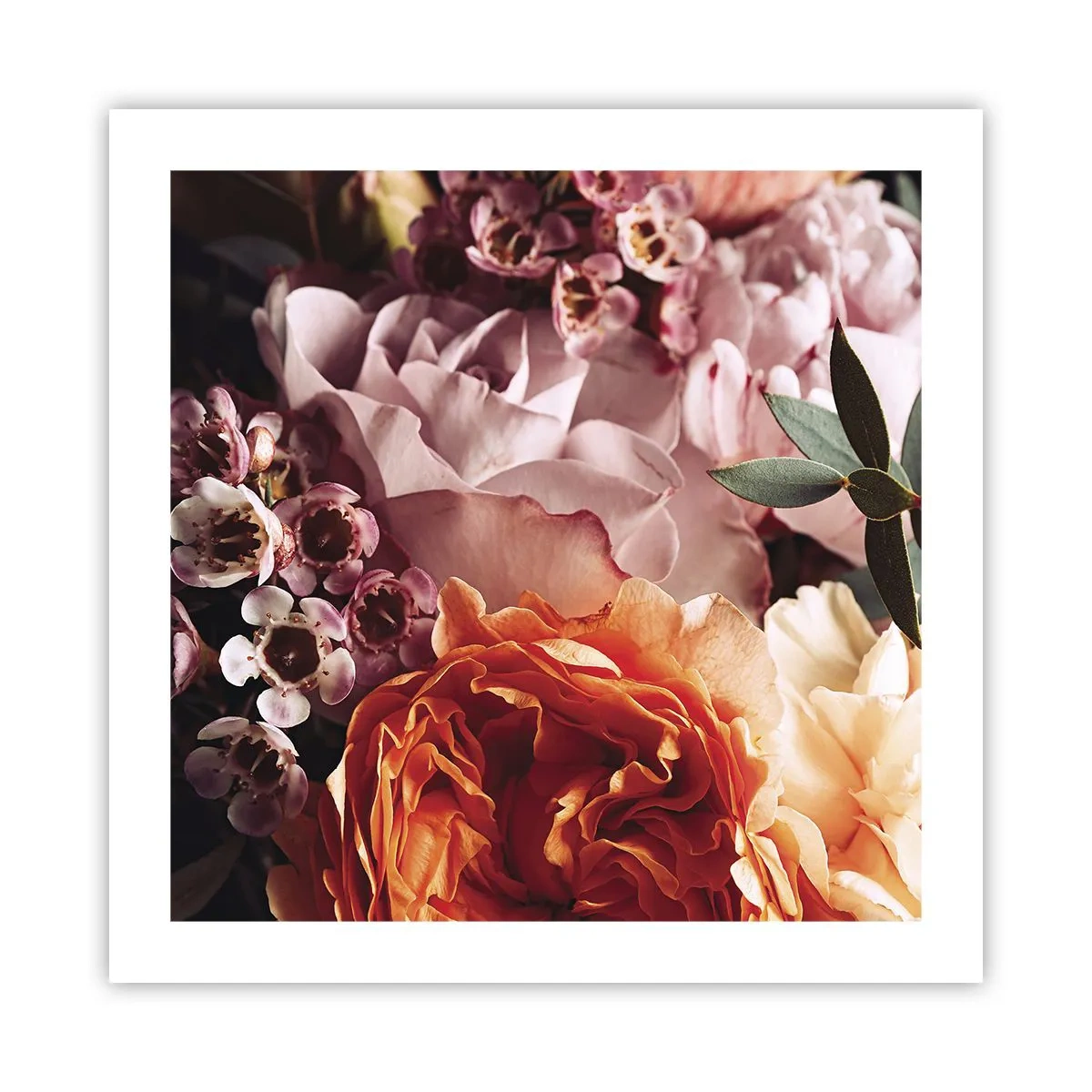 Poster - Gehuld in schoonheid - 50x50 cm