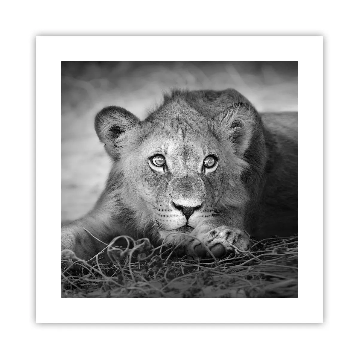 Poster - Koninklijke puppy - 40x40 cm