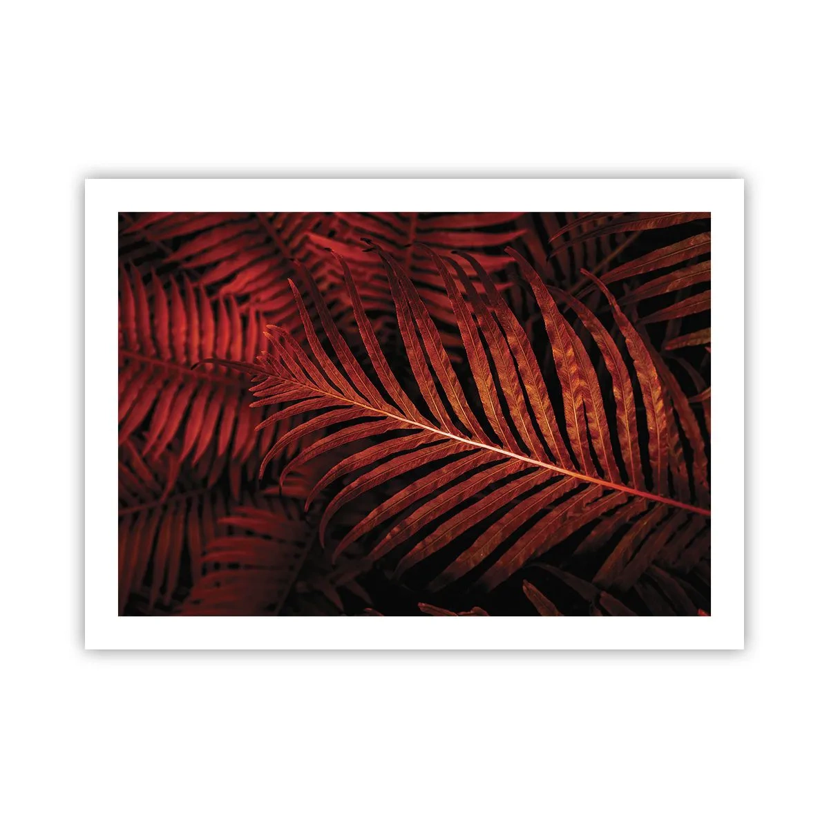 Poster - De hitte van het leven - 70x50 cm