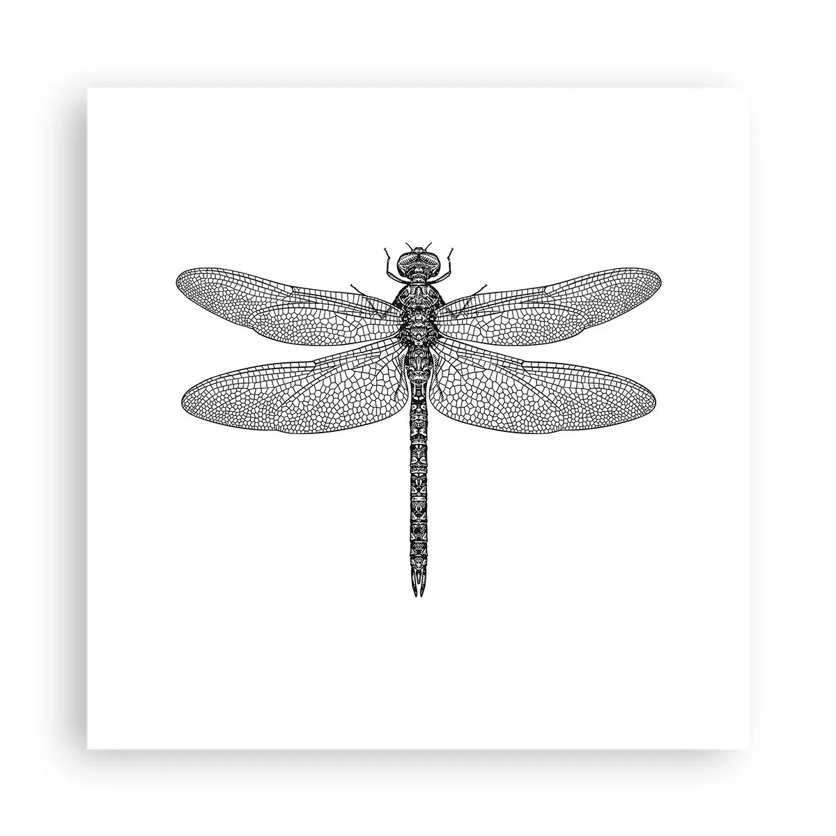 Poster - Precisie van de natuur - 40x40 cm