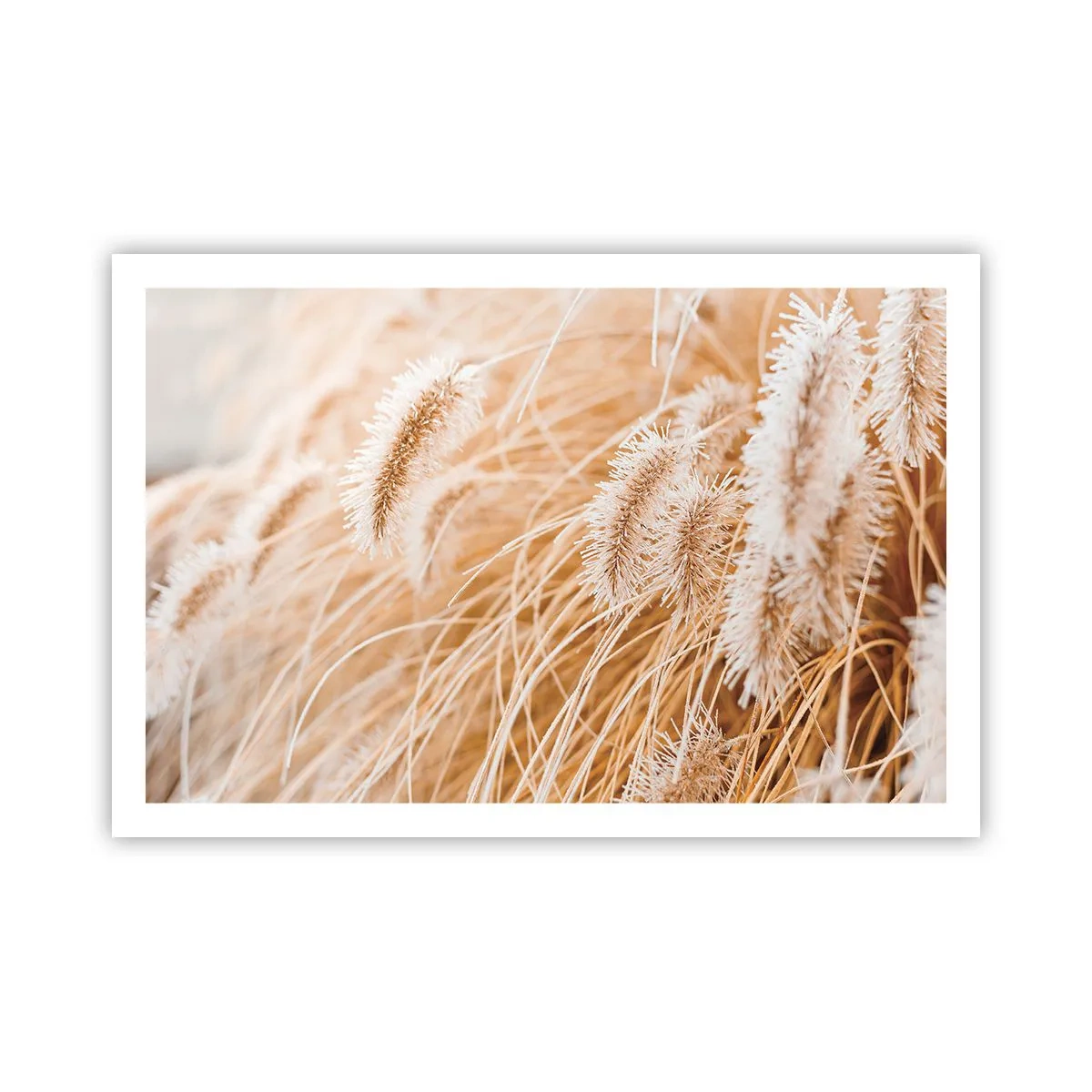 Poster - Het gouden geritsel van het gras - 91x61 cm