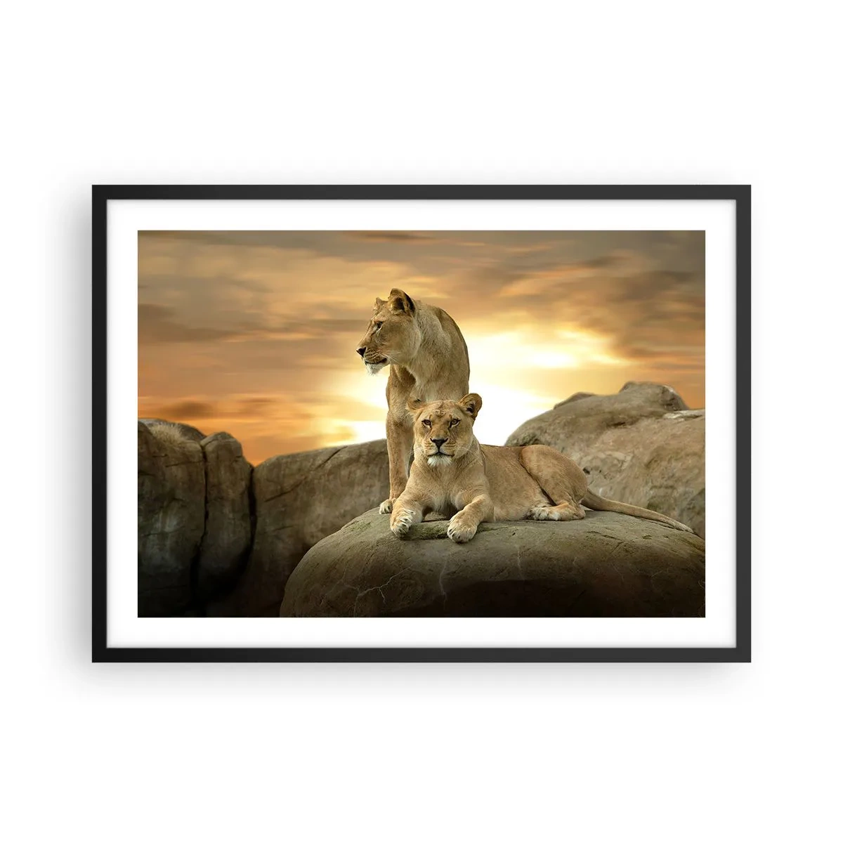 Poster in een zwarte lijst - Koninklijke majesteit - 70x50 cm