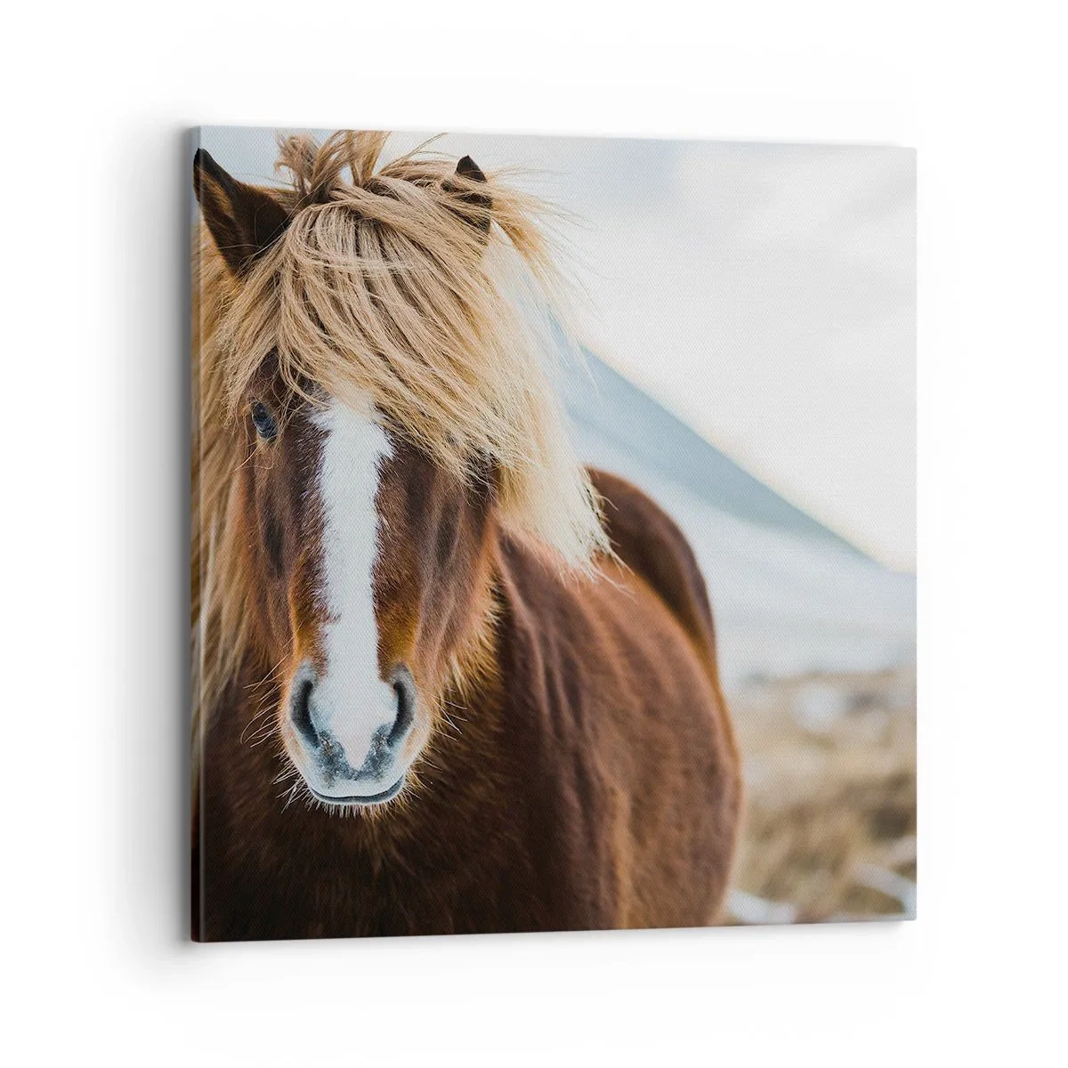 Schilderen op canvas - Voel jij je vrij? - 70x70 cm