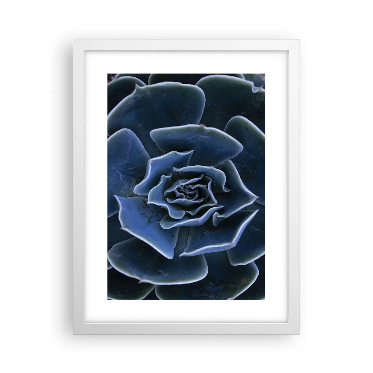 Poster in een witte lijst - Woestijn bloem - 30x40 cm