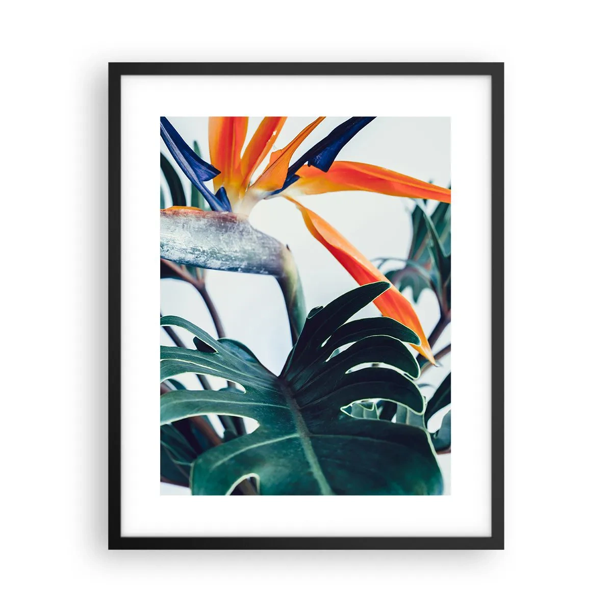 Poster in een zwarte lijst - Vogelstruik - 40x50 cm