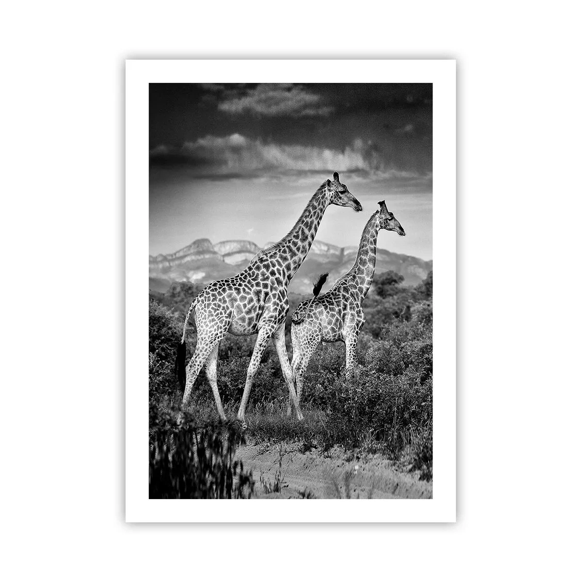Poster - Hoge sferen in Afrika - 50x70 cm
