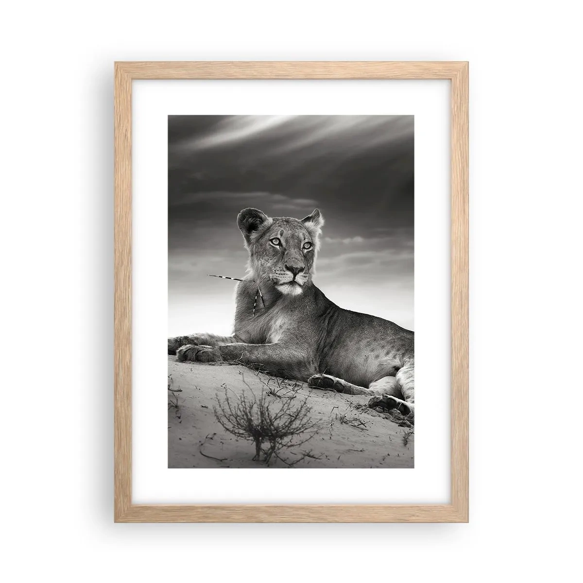 Een poster in een licht eiken lijst - De koningin van de woestijn rust - 30x40 cm