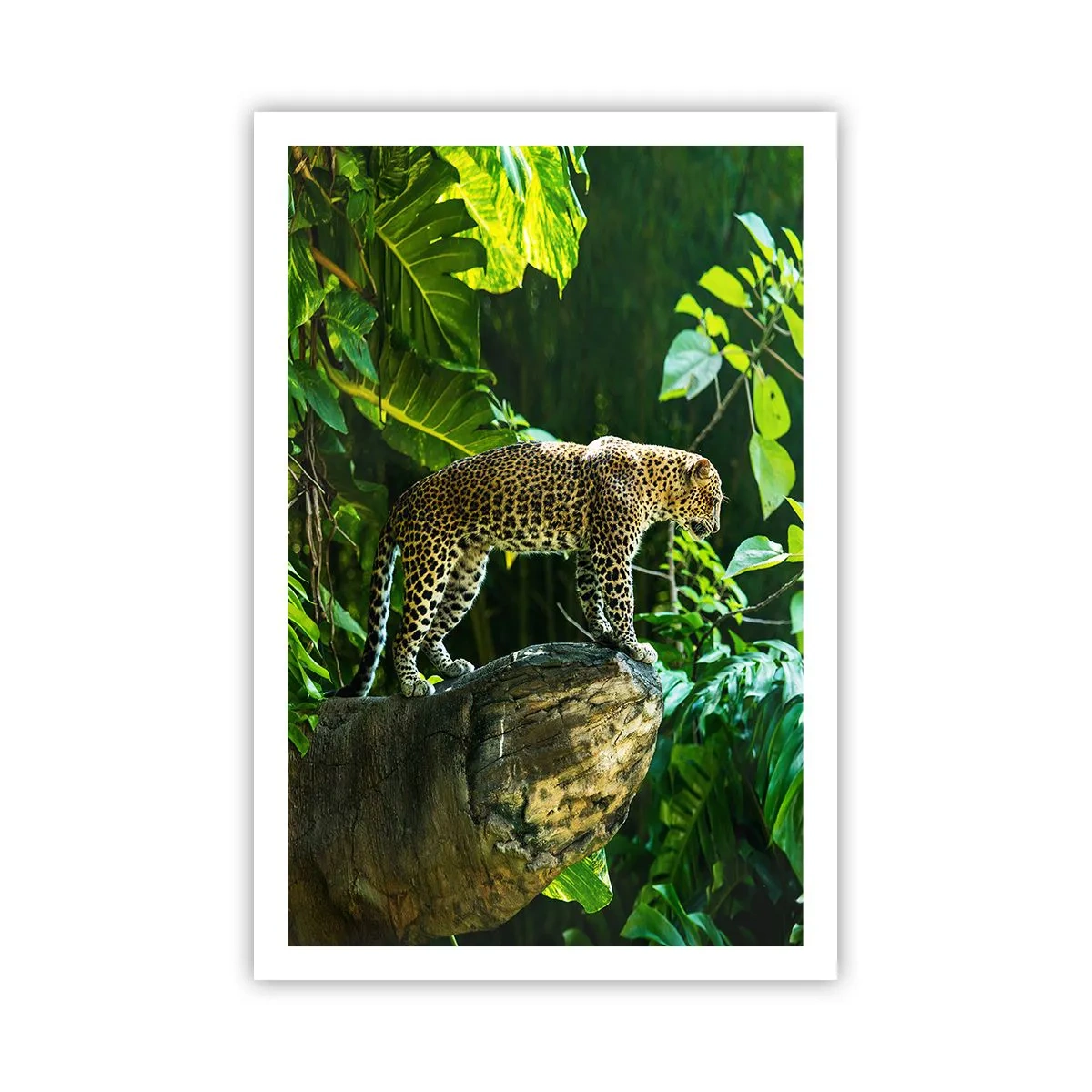 Poster - Op jacht? - 61x91 cm