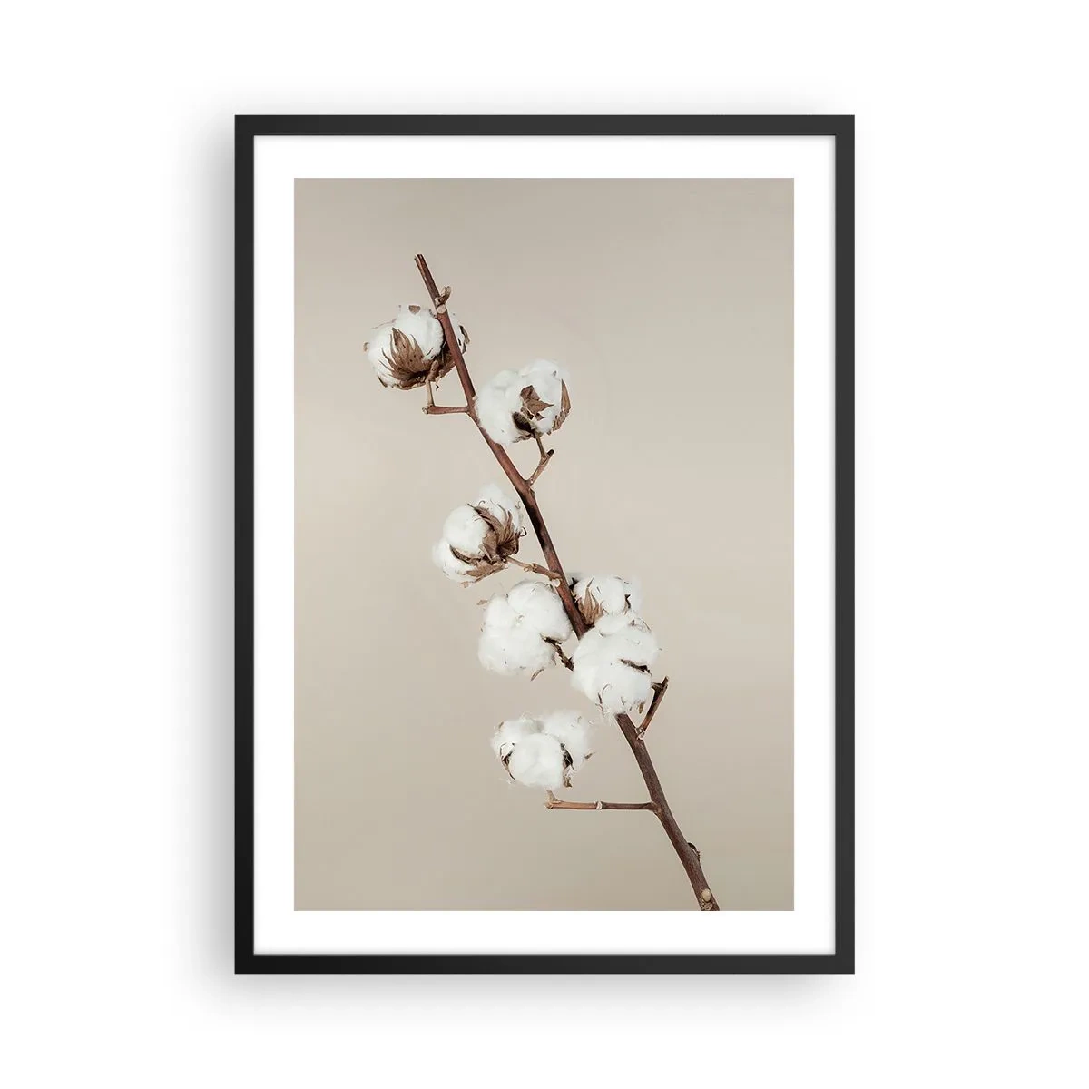 Poster in een zwarte lijst - Een takje katoen op een beige achtergrond, in minimalistische stijl - 50x70cm - Aan de bron van zachtheid - Moderne wanddecoratie voor woonkamer en slaapkamer ARTTOR