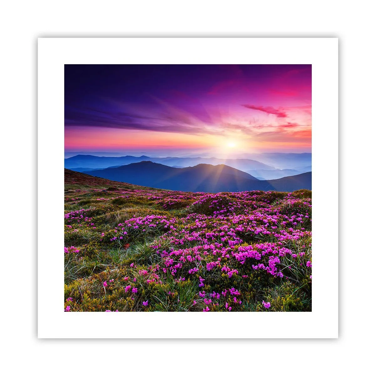 Poster - Kruiden roken naar verse trossen van de velden - 40x40 cm