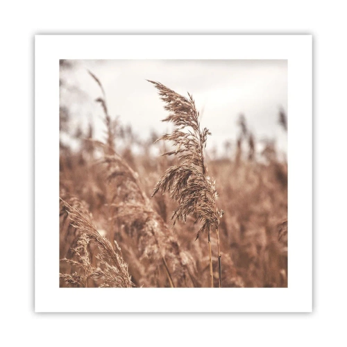 Poster - Het is al herfst in de velden - 40x40 cm