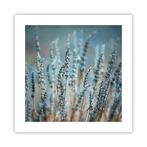 Poster - Geurig korenveld - 40x40 cm