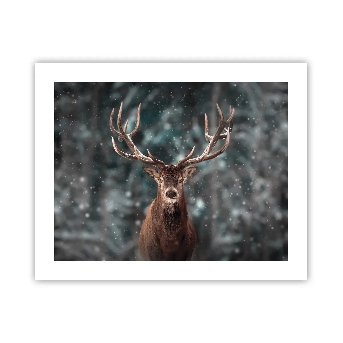 Poster - Gekroond tot koning van het bos - 50x40 cm