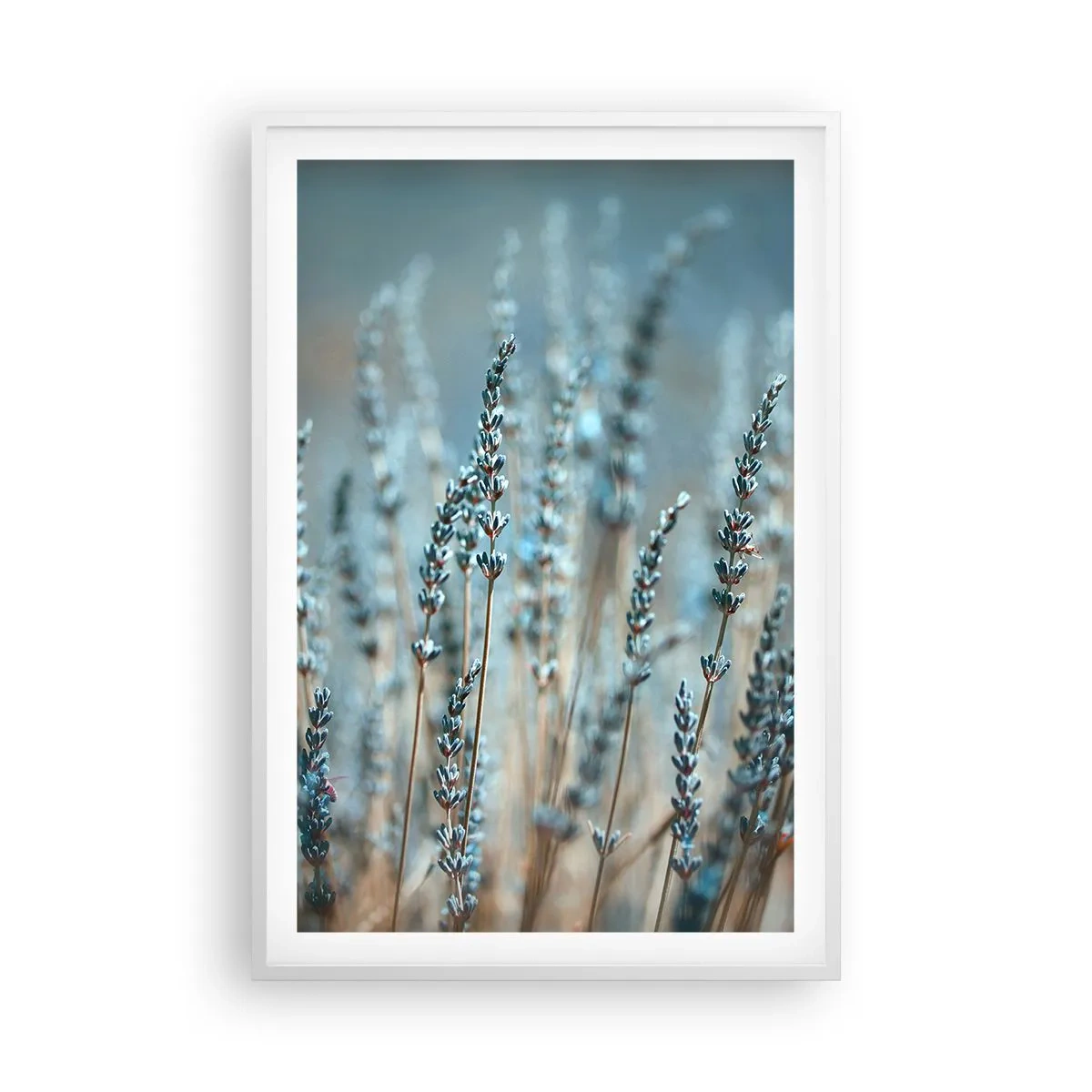 Poster in een witte lijst - Geurig korenveld - 61x91 cm