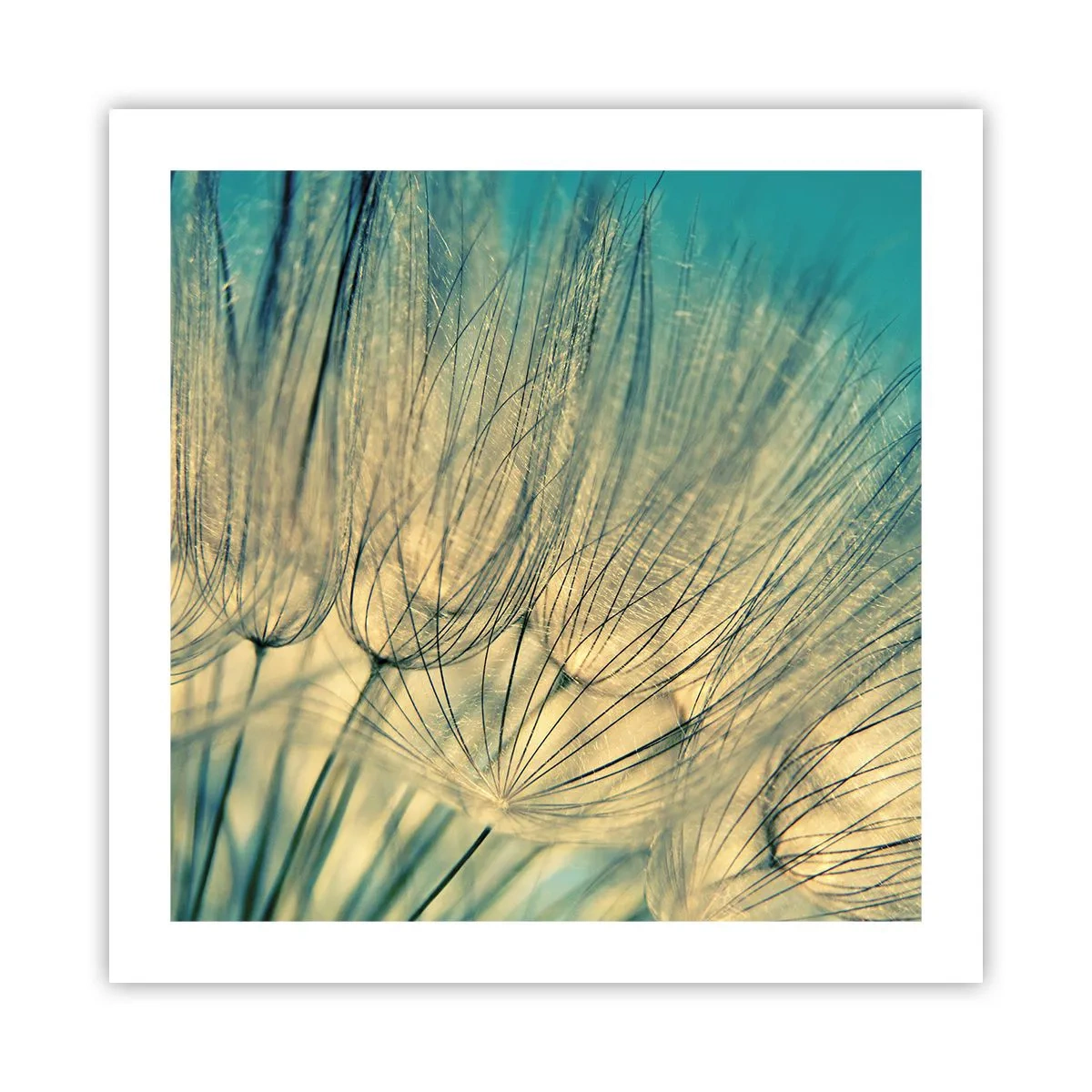 Poster - In afwachting van de wind - 50x50 cm