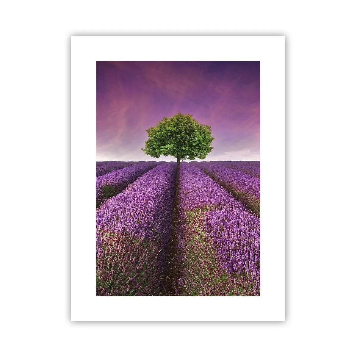 Poster - Op lavendelvelden - 30x40 cm