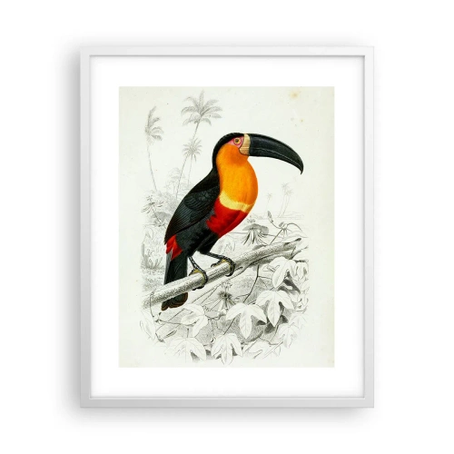 Poster in een witte lijst - Kleuren van vogels - 40x50 cm