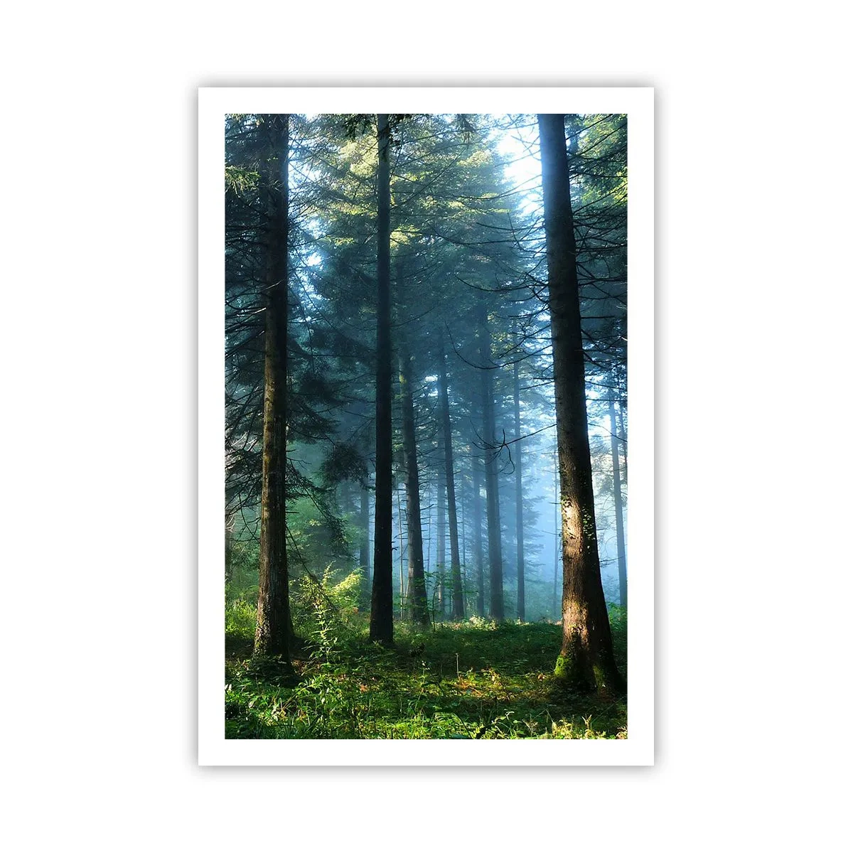 Poster - Stralend in de ochtend - 61x91 cm