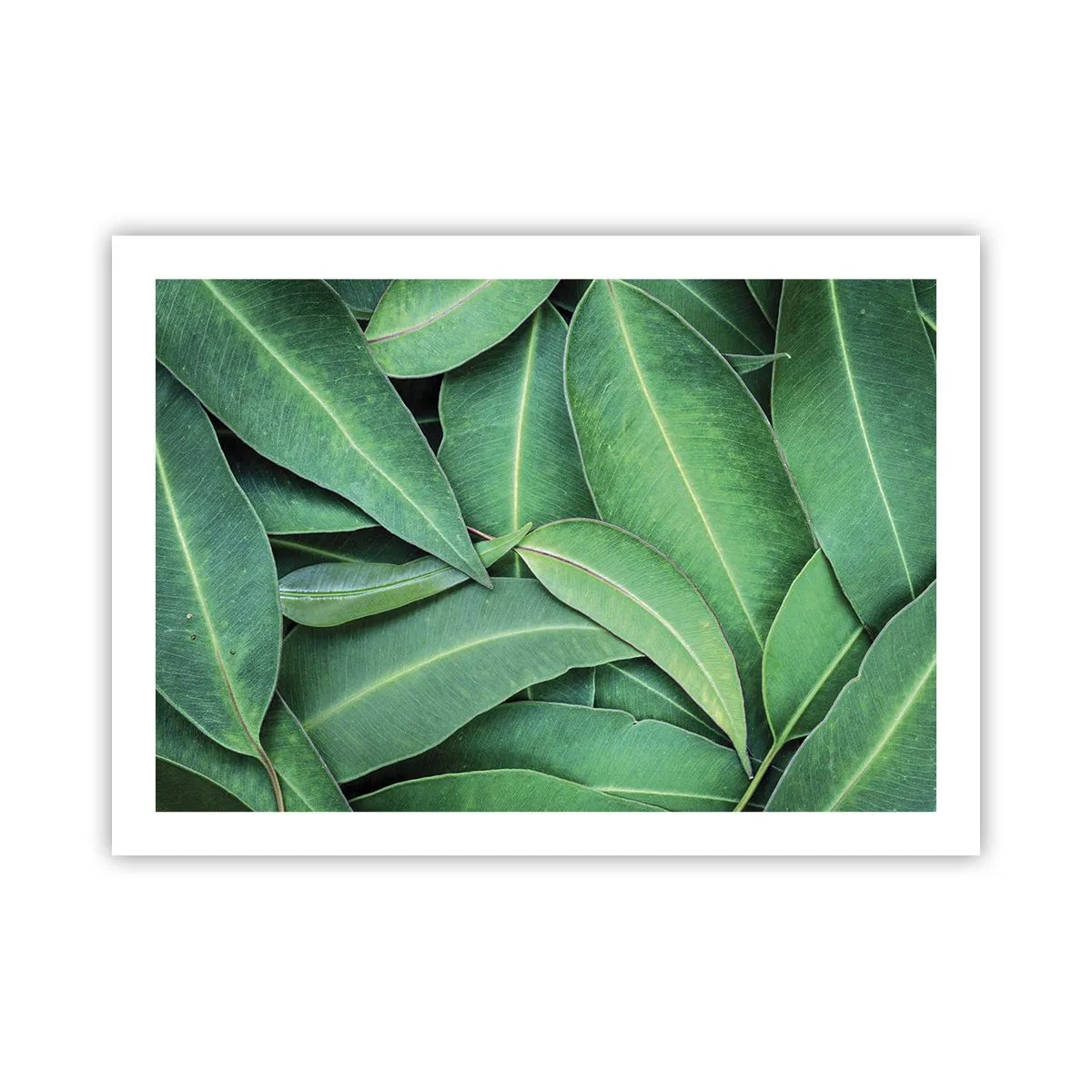 Poster - Sappig en fris - 70x50 cm