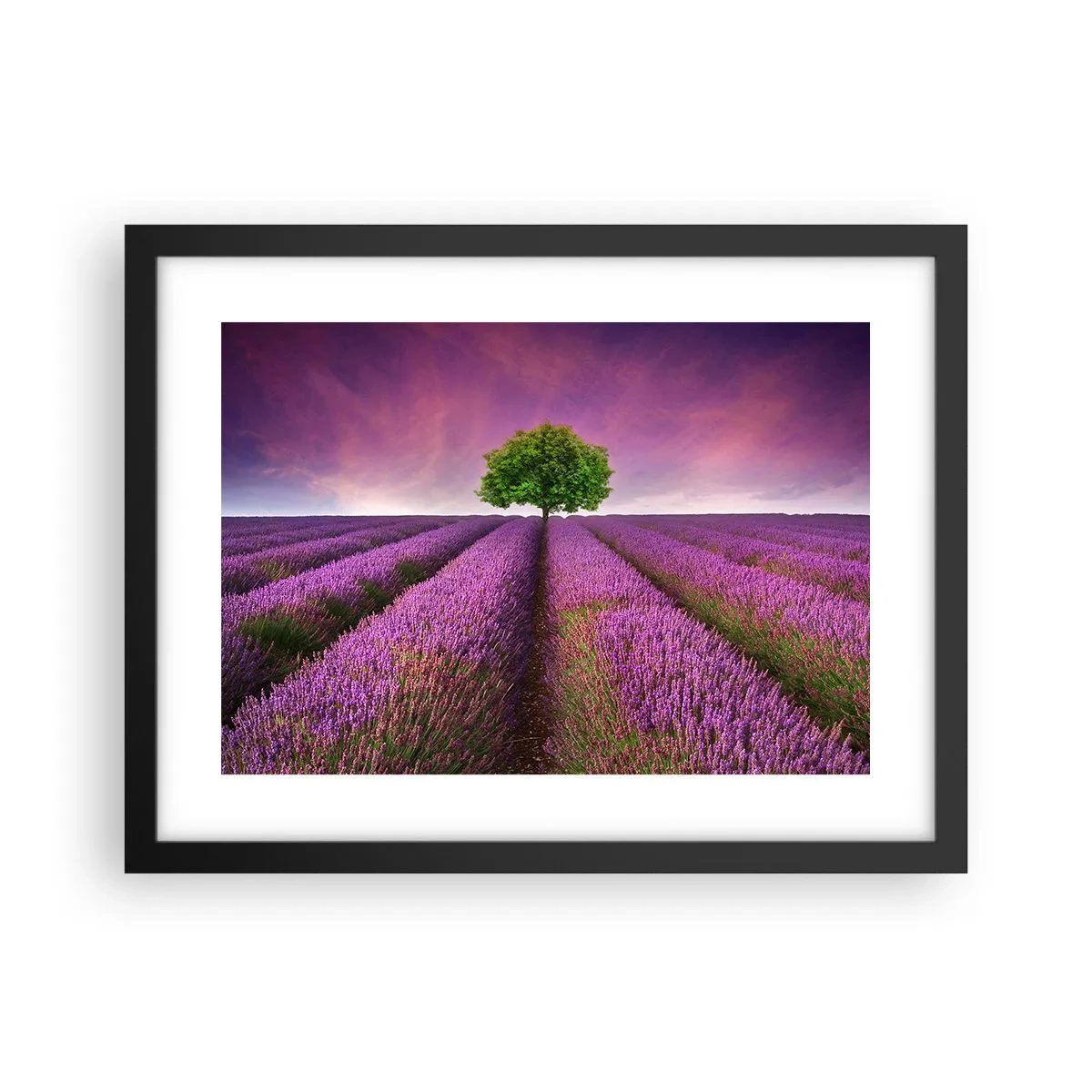 Poster in een zwarte lijst - Op lavendelvelden - 40x30 cm