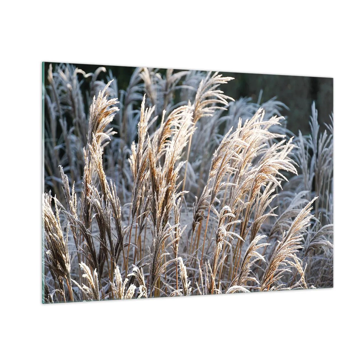 Schilderen op glas - Gekleed met vorst - 100x70 cm