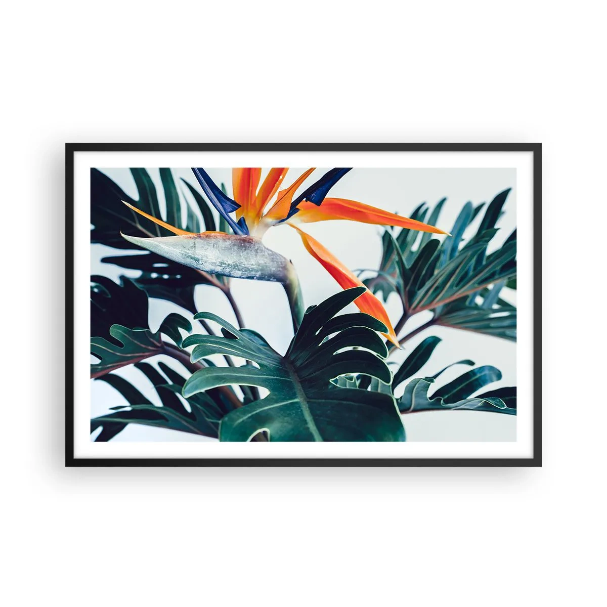 Poster in een zwarte lijst - Vogelstruik - 91x61 cm