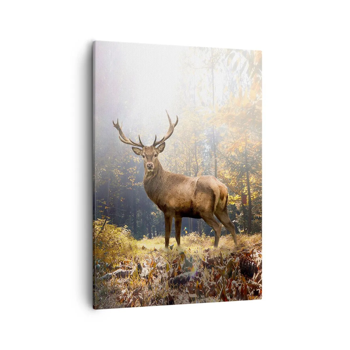 Schilderen op canvas - In volle majesteit - 50x70 cm