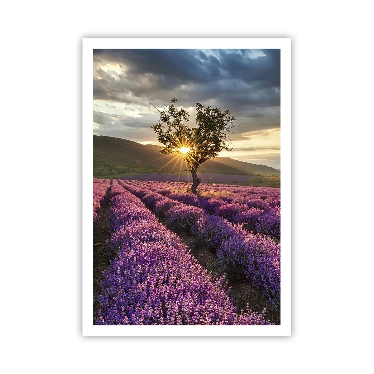 Poster - Lila gekleurd aroma - 70x100 cm