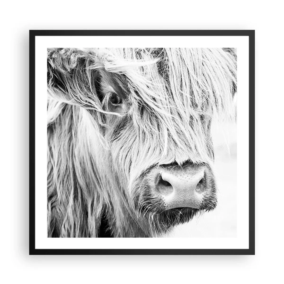 Poster in een zwarte lijst - Schotse wildheid - 60x60 cm