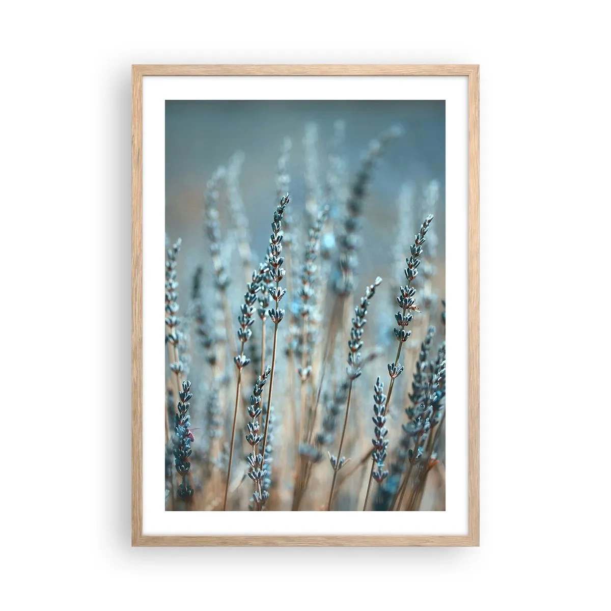 Een poster in een licht eiken lijst - Geurig korenveld - 50x70 cm