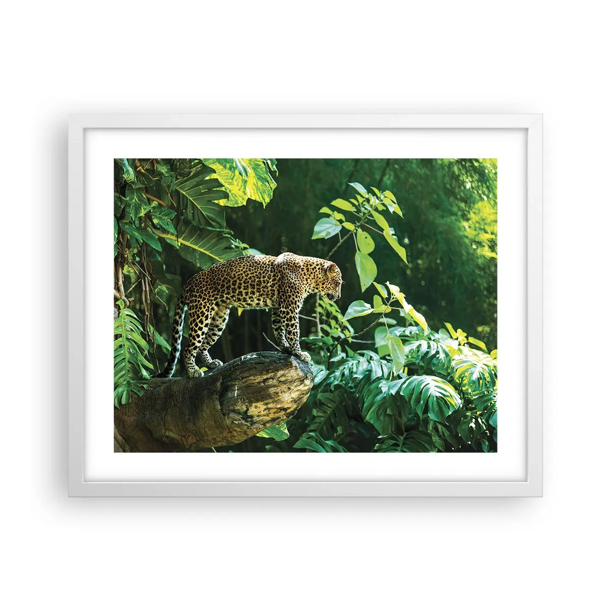 Poster in een witte lijst - Op jacht? - 50x40 cm